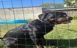 Rottweiler dogs for sale: Phoenix - female rottweiler  - Image 5
