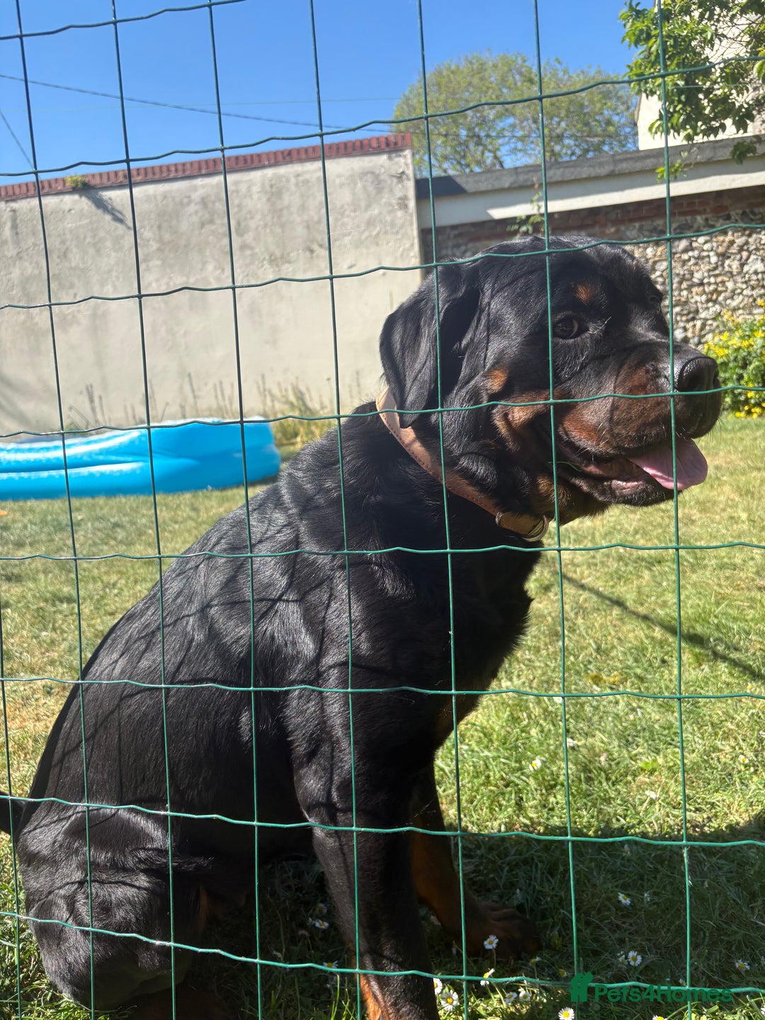 Rottweiler dogs for sale: Phoenix - female rottweiler  - Image 5