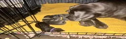 Cane Corso dogs for sale: Cane Corso puppies - Advert 7