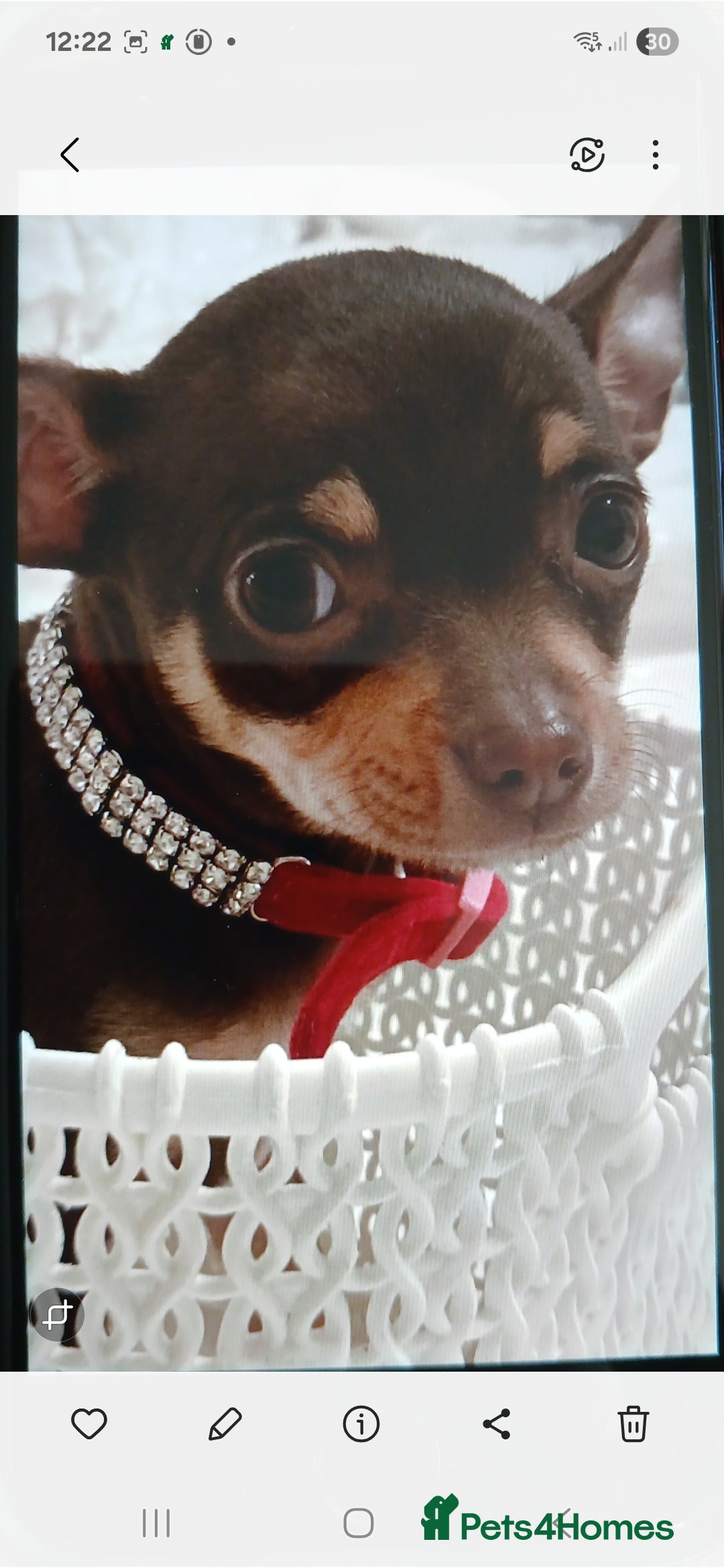Chihuahua dogs for sale: STUNNING SMOOTH COAT CHIHUAHUAS - Advert 10