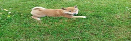 Japanese Shiba Inu dogs for sale: Japanese shiba inu puppies for sale, KC.reg  - Advert 4