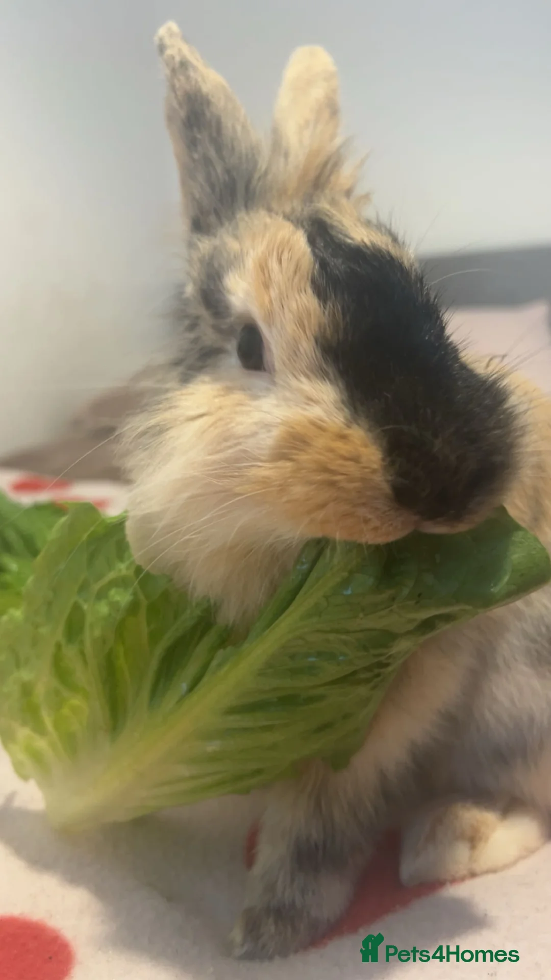 Lionhead rabbits for sale: Lionhead bun in Enfield - Advert 1