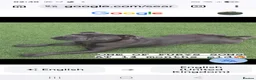 Staffordshire Bull Terrier dogs for sale: Staffordshire bull  - Advert 15