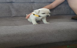 Miniature Schnauzer dogs for sale: Adorable white schnauzer puppies- ready soon! - Image 18
