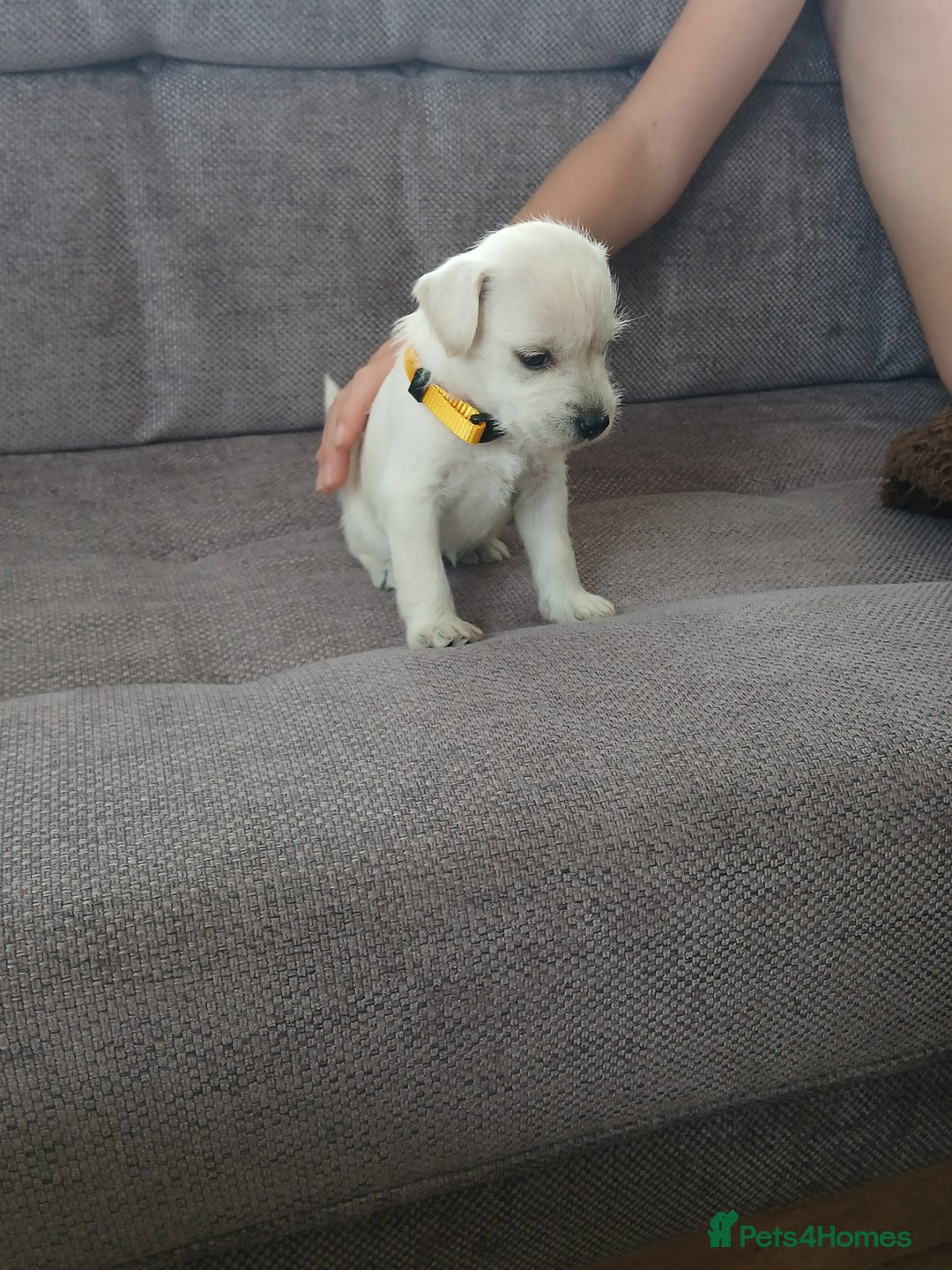 Miniature Schnauzer dogs for sale: Adorable white schnauzer puppies- ready soon! - Image 18