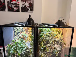 Chameleon reptiles Female panther chameleon - Advert 1