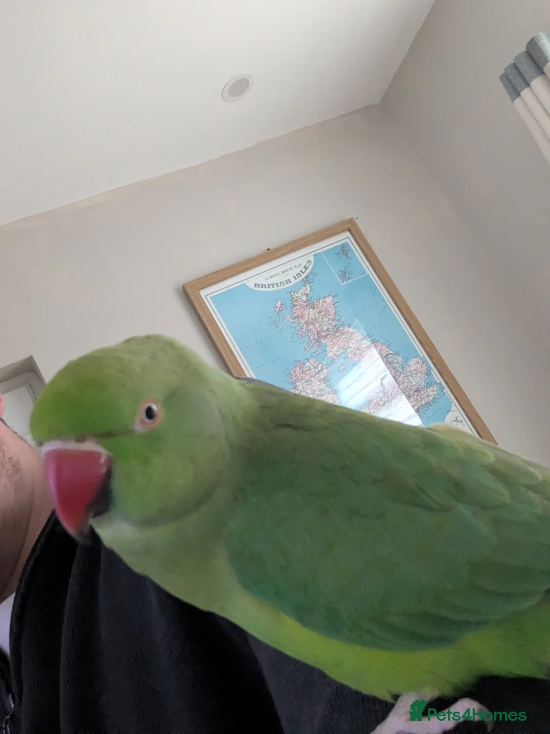 Parakeets birds for sale: Very friendly Parakeet  in Bootle - Advert 3