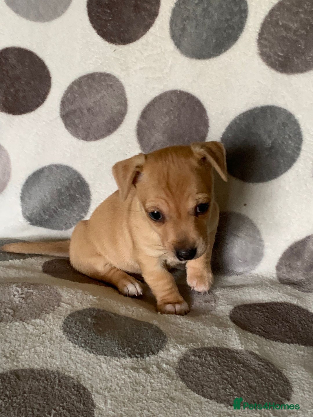 Jack Russell dogs for sale: Exceptional litter of male & female Jack RussellS - Advert 30