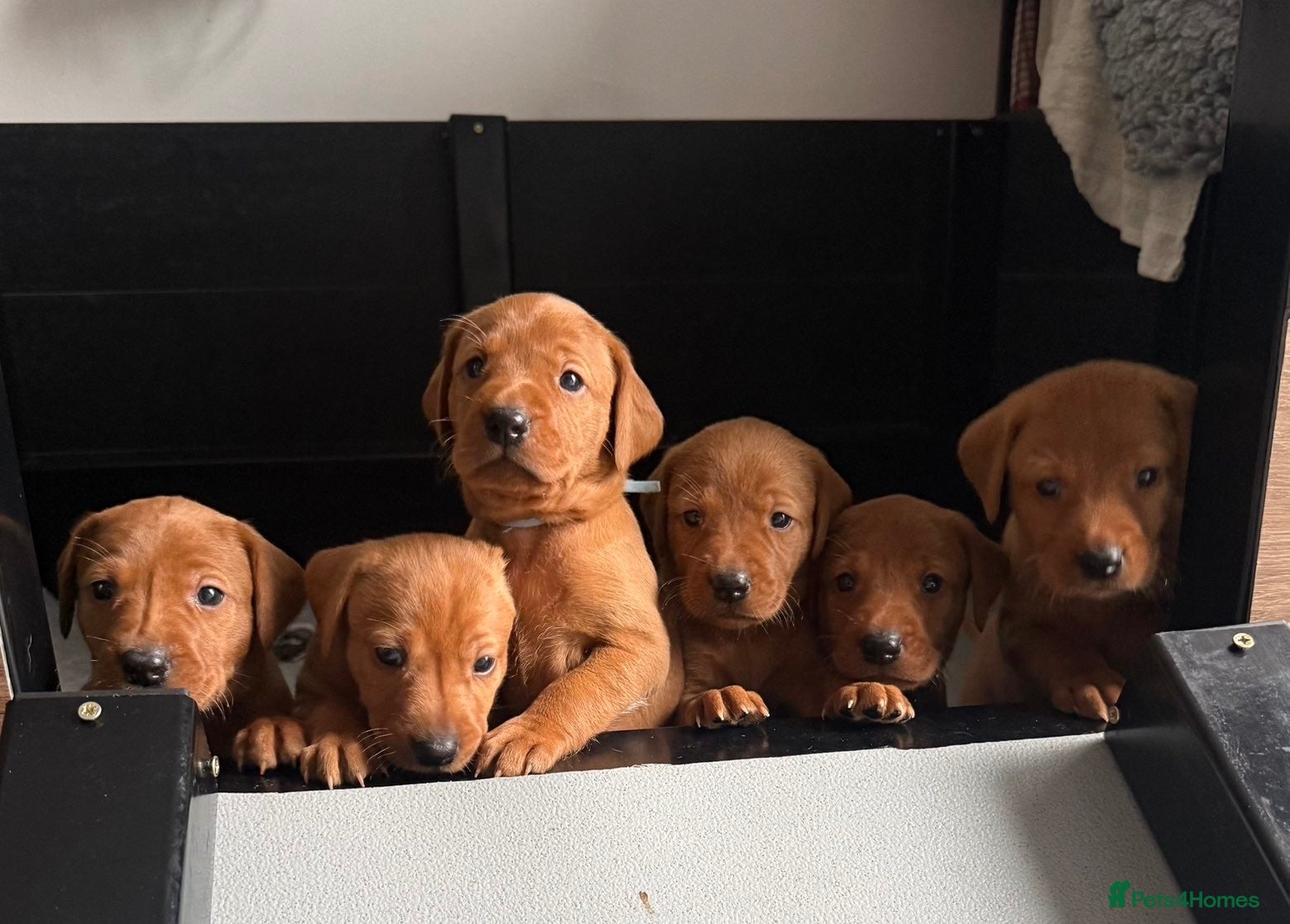 Labrador Retriever dogs Exceptional Fox Red Labrador Puppies  - Advert 4