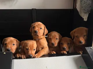 Labrador Retriever dogs Exceptional Fox Red Labrador Puppies - Advert 4