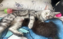 British Shorthair cats for sale: Dark chocolate british shorthair boy - Image 9