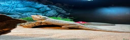 Bearded Dragon reptiles for sale: 3 year old Bearded Dragon with Vivarium included in Derby - Advert 10