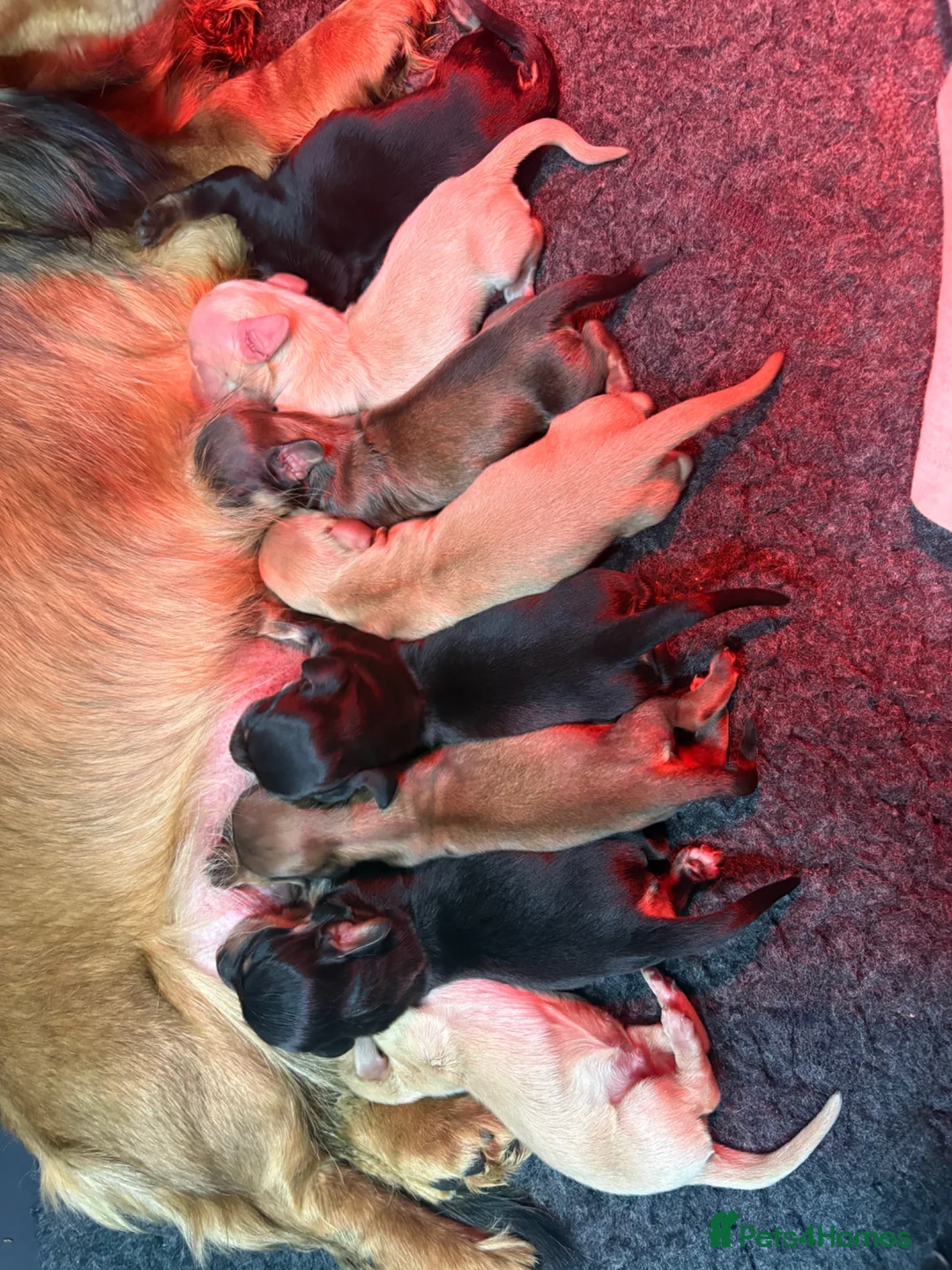 Miniature Dachshund dogs for sale: KC MINIATURE LONG HAIRED DACHSHUNDS💛 - Advert 2