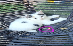 Persian cats for sale: Very beatifull mix breed/Persian kittens  - Image 32