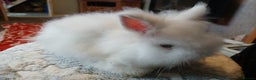 Lionhead rabbits for sale: Stunning DM Lionhead baby rabbits  - Advert 3