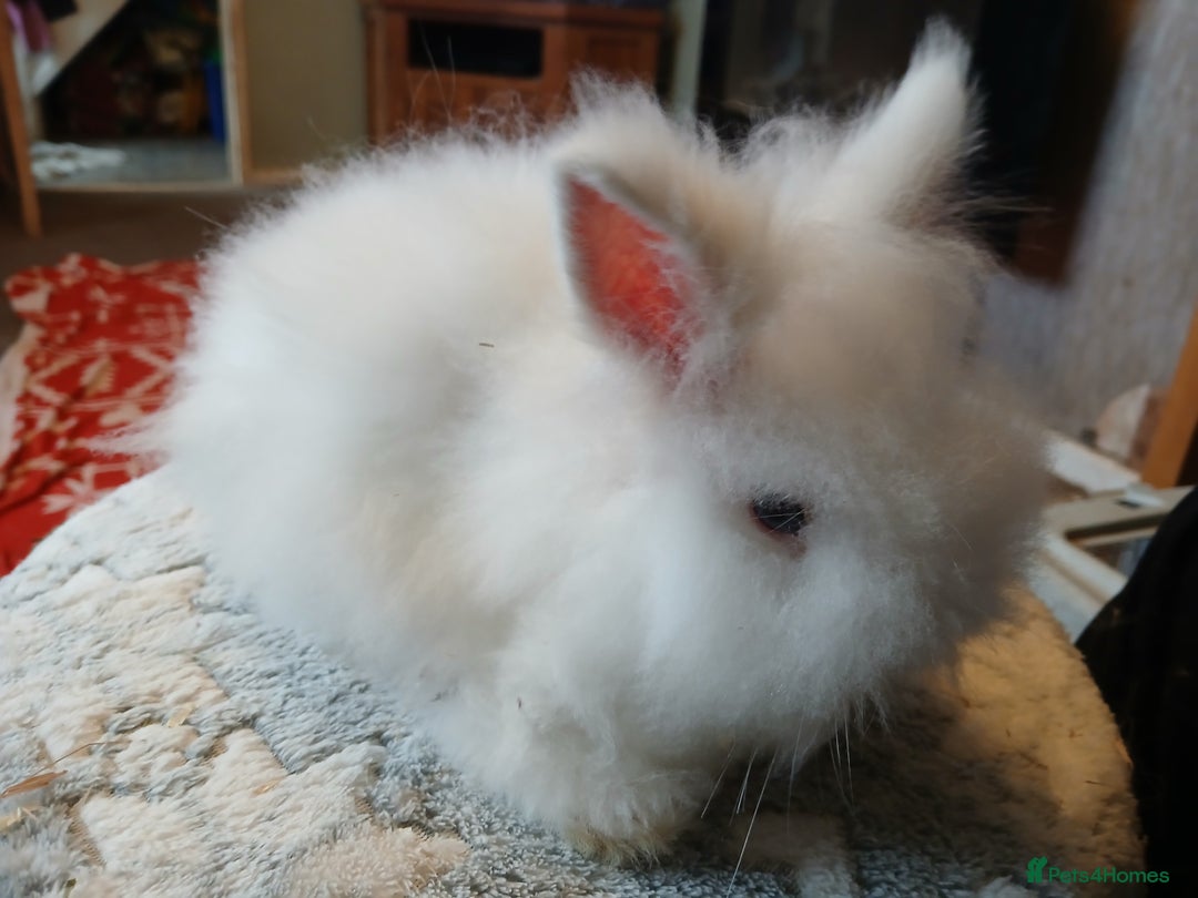 Lionhead rabbits for sale: Stunning DM Lionhead baby rabbits  - Advert 3