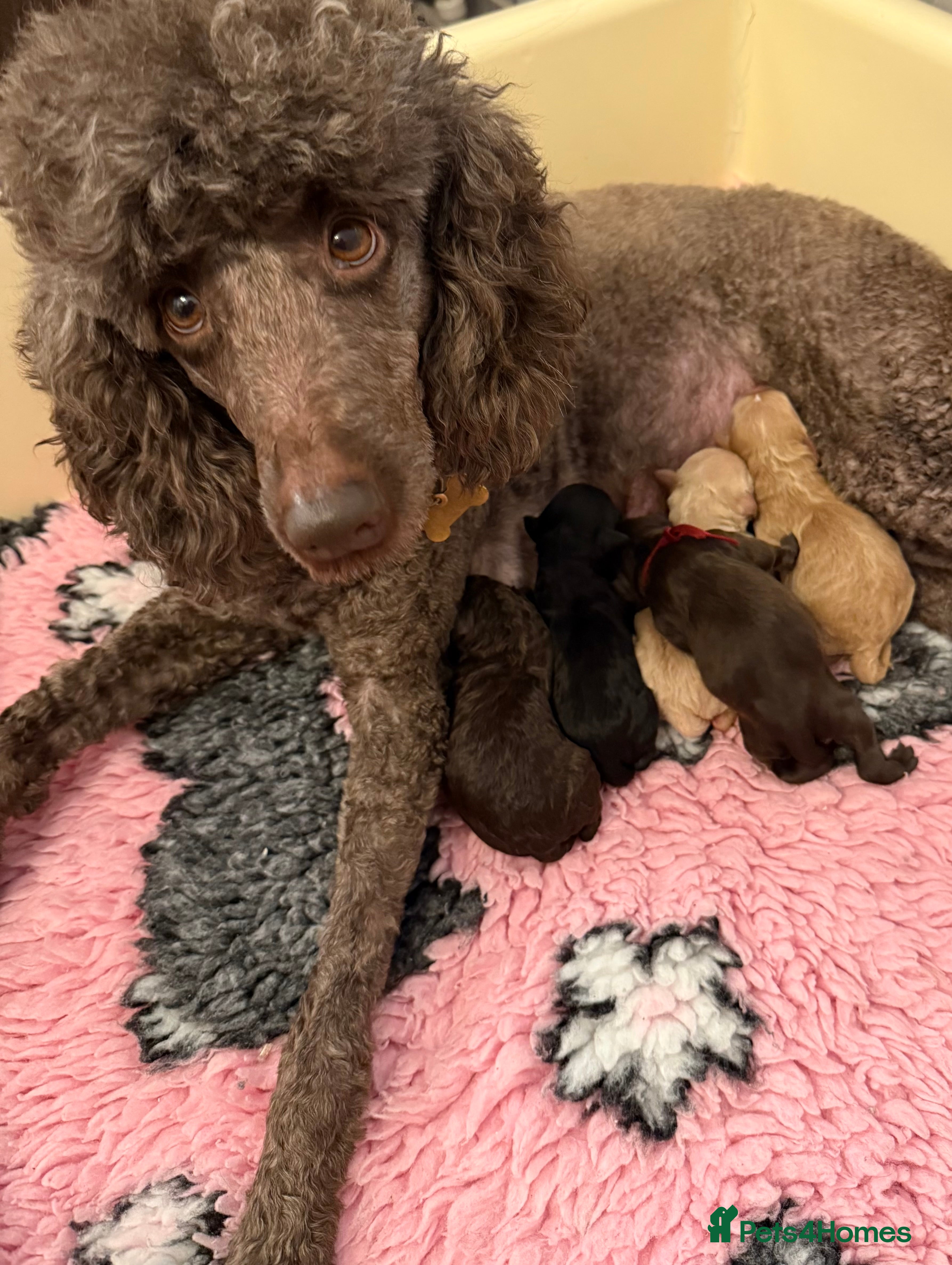 Labradoodle dogs 🐾🐾Advanced trained Therapy/Assistance Puppy🐾🐾 - Advert 1