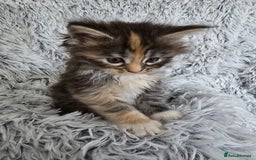 Maine Coon cats for sale: Maine coons babies 🐾 - Image 5