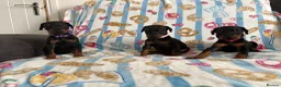 Dobermann dogs for sale: Kc reg Health tested parents Black and Tan girls  - Advert 9