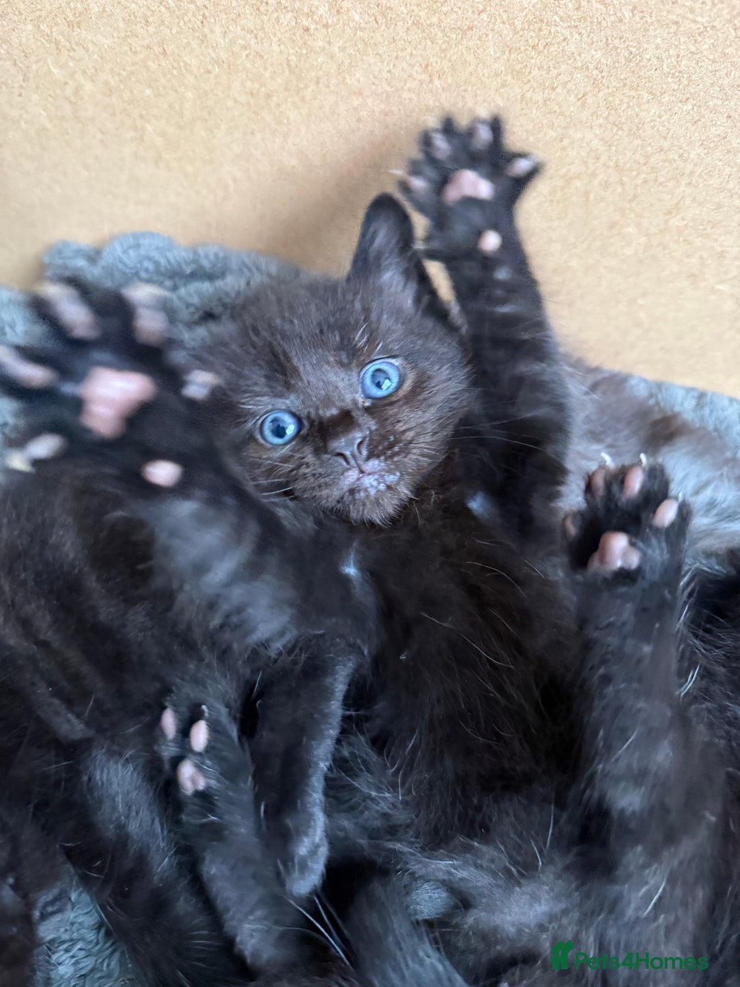 Siamese cats for sale: 4 boy kittens available  - Image 4