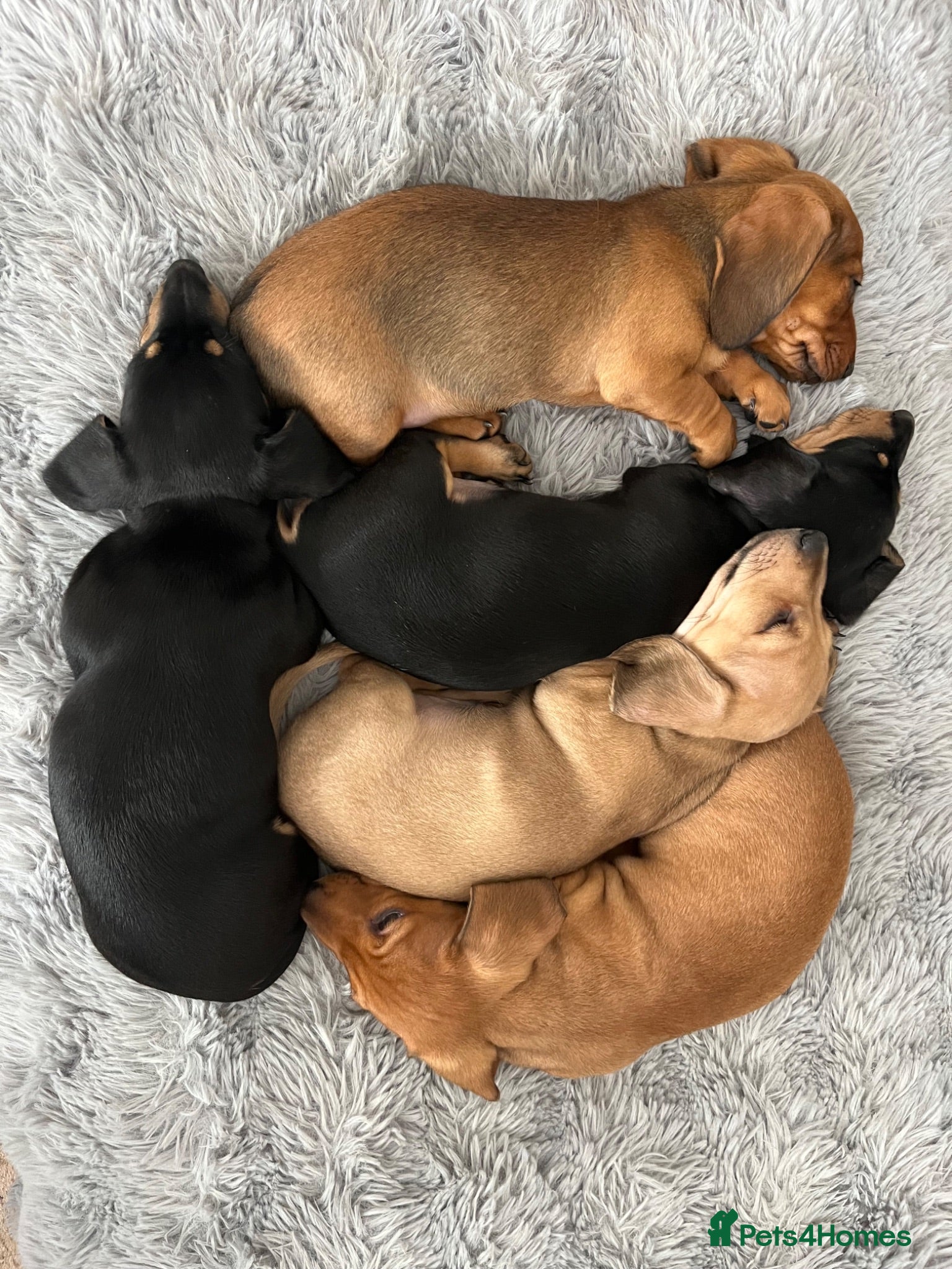 Miniature Dachshund dogs Last 2 now ready to leave - Advert 2