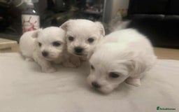 Maltese dogs for sale: 3 Maltese puppy’s  - Image 5