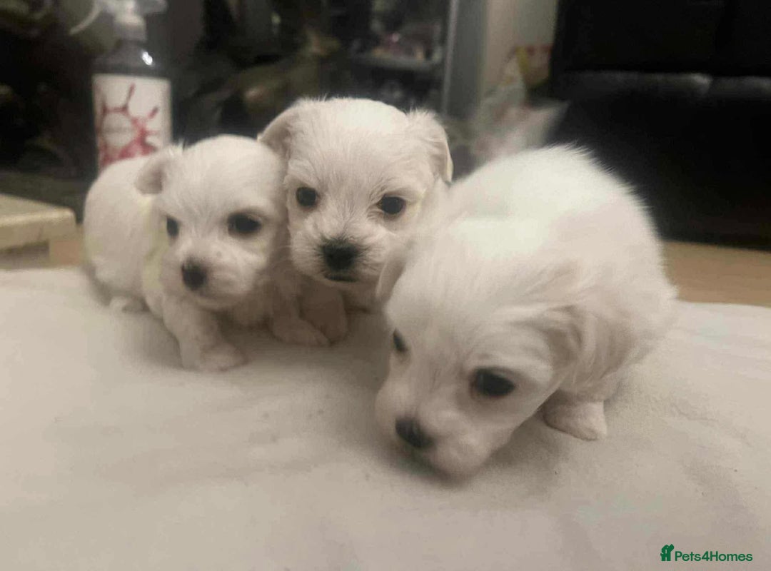 Maltese dogs for sale: 3 Maltese puppy’s  - Image 5