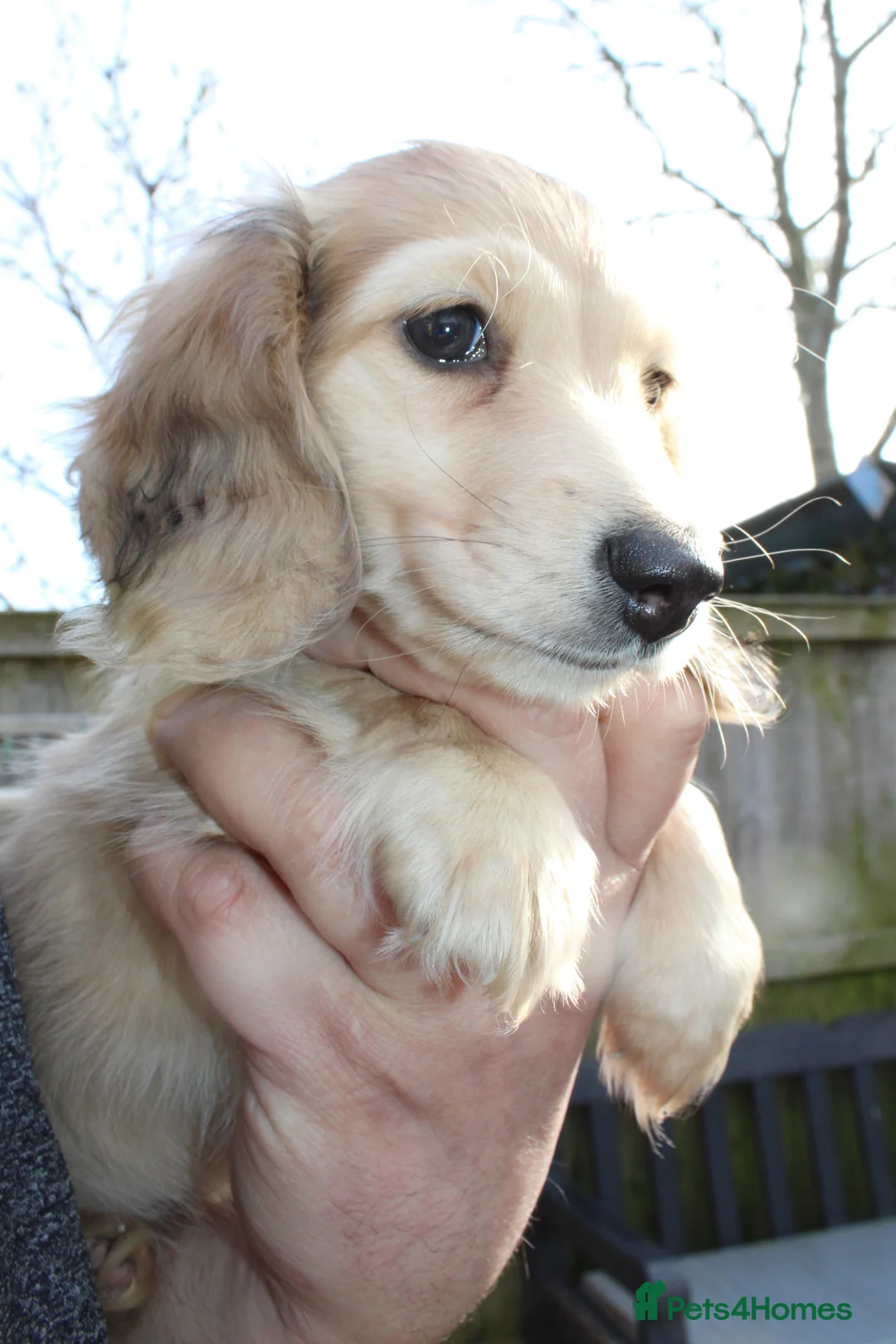 Miniature Dachshund dogs for sale: Cream dapple girl  - Advert 1
