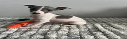 Whippet dogs for sale: Beautiful letter of pedigree whippets   - Advert 8