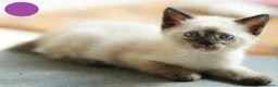 Mixed Breed cats for sale: 3 Siamese and Ragdoll mixed kittens - Advert 9