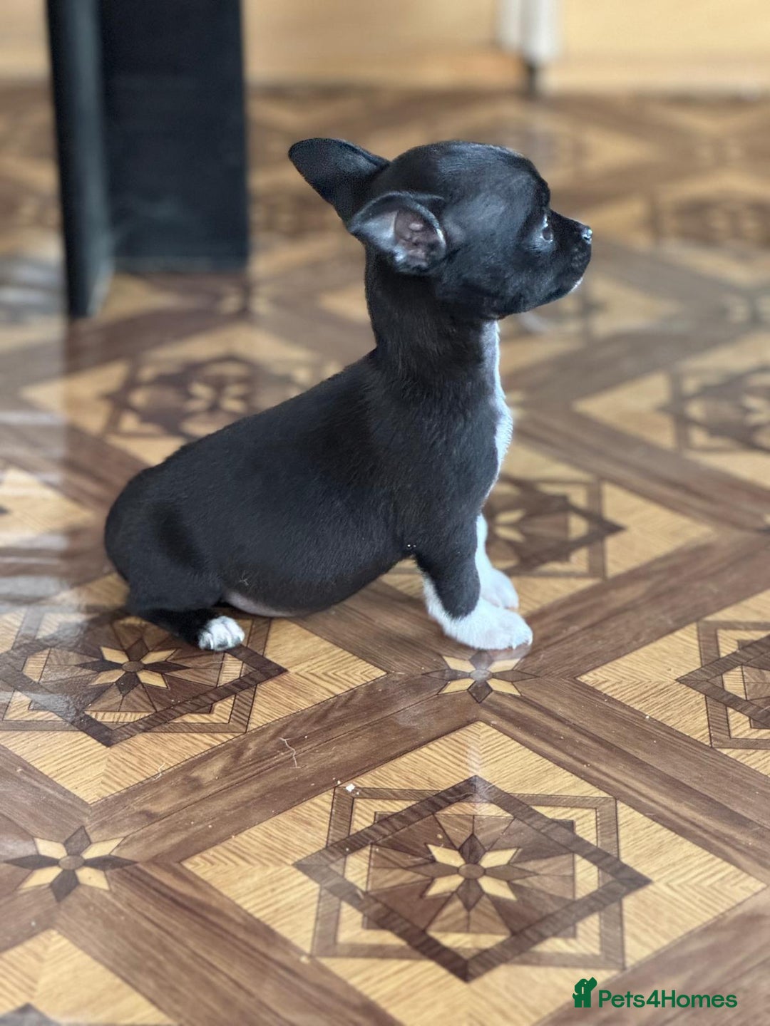 Mixed Breed dogs for adoption: FLORA - a Lovely tiny puppy girl for a Loving Home - Advert 28
