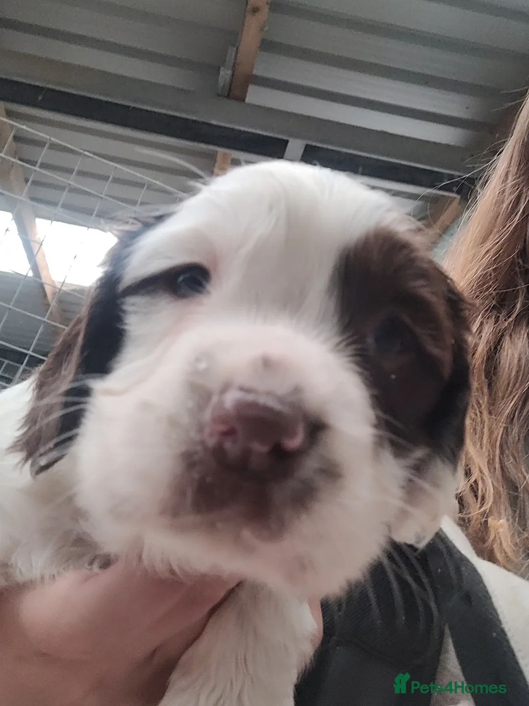 English Springer Spaniel dogs for sale: K.c registered English Springer Spaniel Puppies  - Advert 2