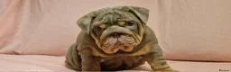 English Bulldog dogs for sale: Quality puppies available  in Bradford - Advert 13