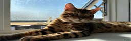 Bengal cats for sale: 2 pure bengals bond pair for sale  - Advert 1