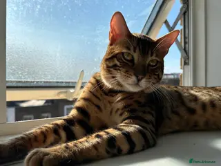 Bengal cats 2 pure bengals bond pair for sale - Advert 3