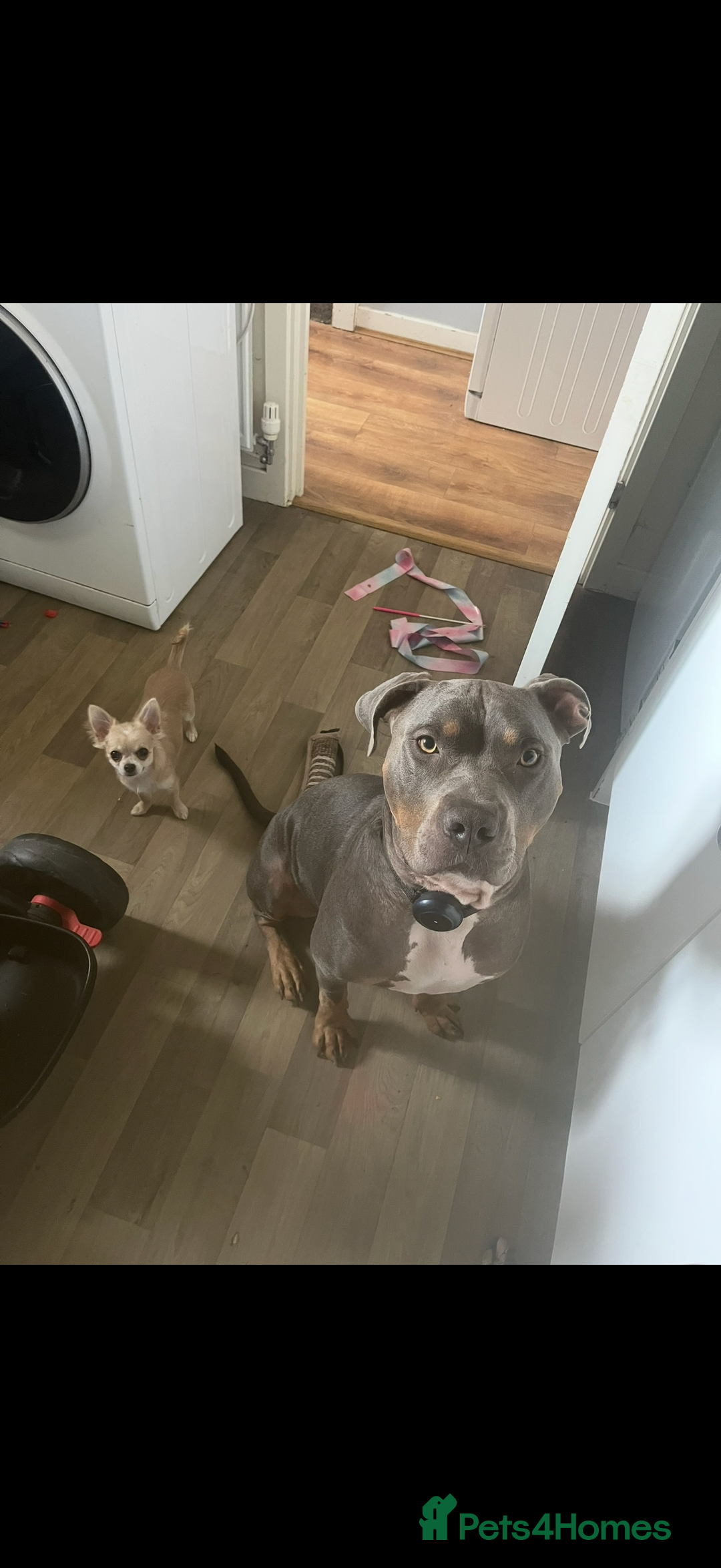 Mixed Breed dogs for sale: Stunning Boy - Advert 3