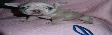 French Bulldog Puppy 3