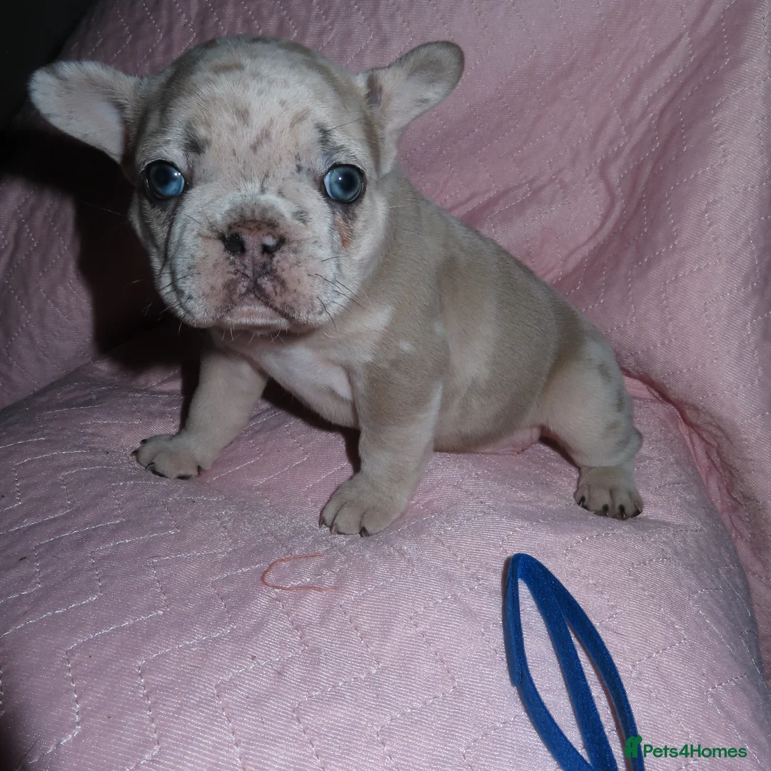 French Bulldog dogs for sale: French Bulldog Puppies Ready for Forever Home - Advert 4