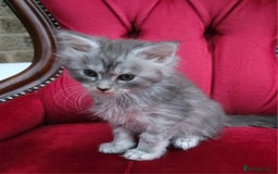 Maine Coon cats for sale: REGISTERED SILVER SMOKE GIRL - Image 2