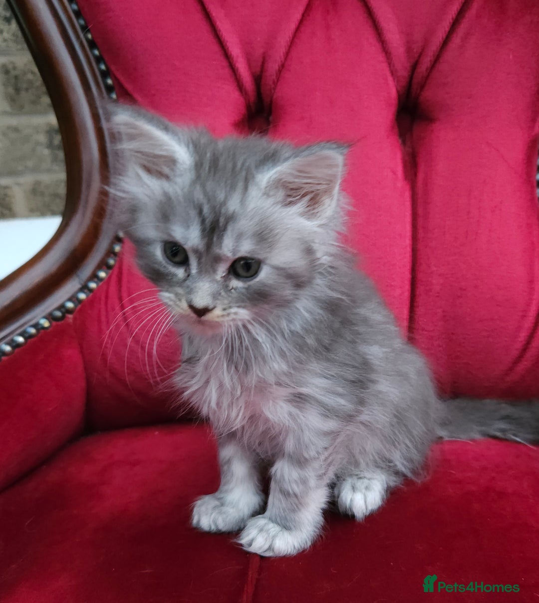 Maine Coon cats for sale: REGISTERED SILVER SMOKE GIRL - Image 2