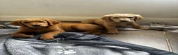 Double Doodle dogs for sale: READY FOR THEIR FOREVER HOMES double/goldendoodles - Advert 1