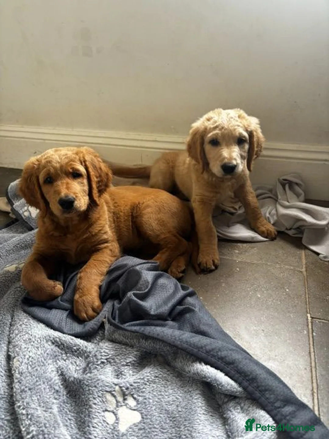 Double Doodle dogs for sale: READY FOR THEIR FOREVER HOMES double/goldendoodles - Advert 1