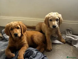 Double Doodle dogs READY FOR THEIR FOREVER HOMES double/goldendoodles - Advert 4
