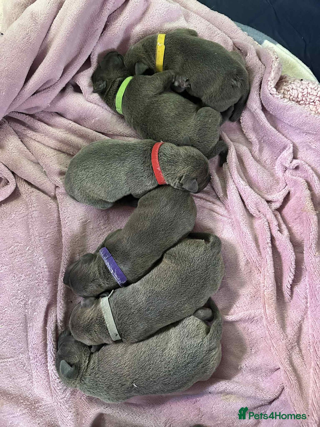 Mixed Breed dogs for sale: Blue staffy x classic bully Puppies 🐶 💙  - Image 3