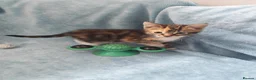 Mixed Breed cats for sale: Beautiful Kittens Videos in Barnsley - Advert 37