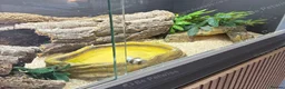Corn Snake reptiles for sale: Beautiful 3 year old female corn snale - Advert 2