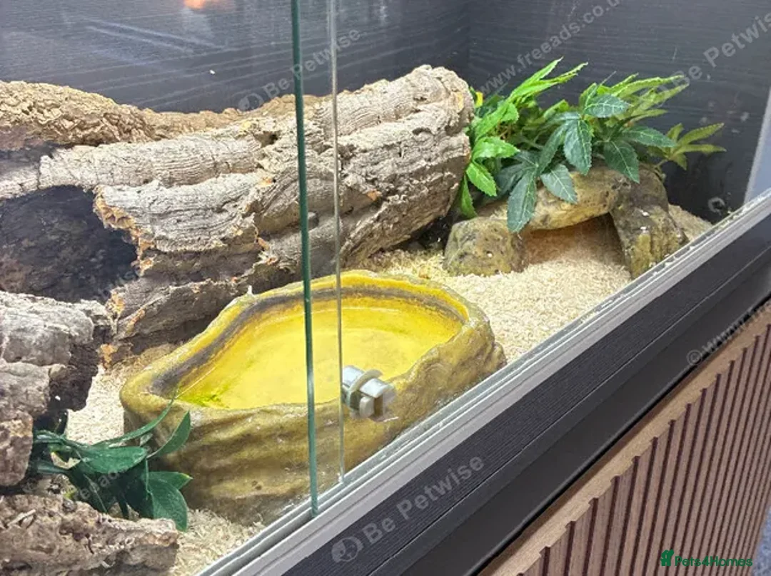 Corn Snake reptiles for sale: Beautiful 3 year old female corn snale - Advert 2