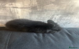 Lionhead rabbits for sale: 7 lionheads bunnies  - Image 7