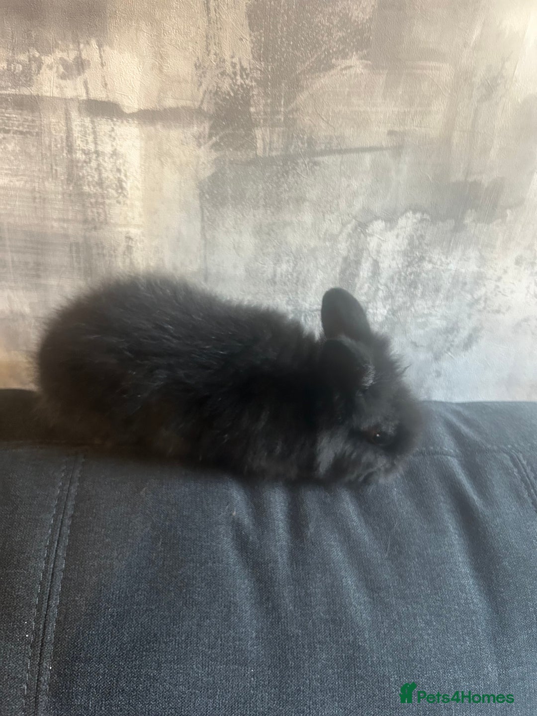 Lionhead rabbits for sale: 7 lionheads bunnies  - Image 7