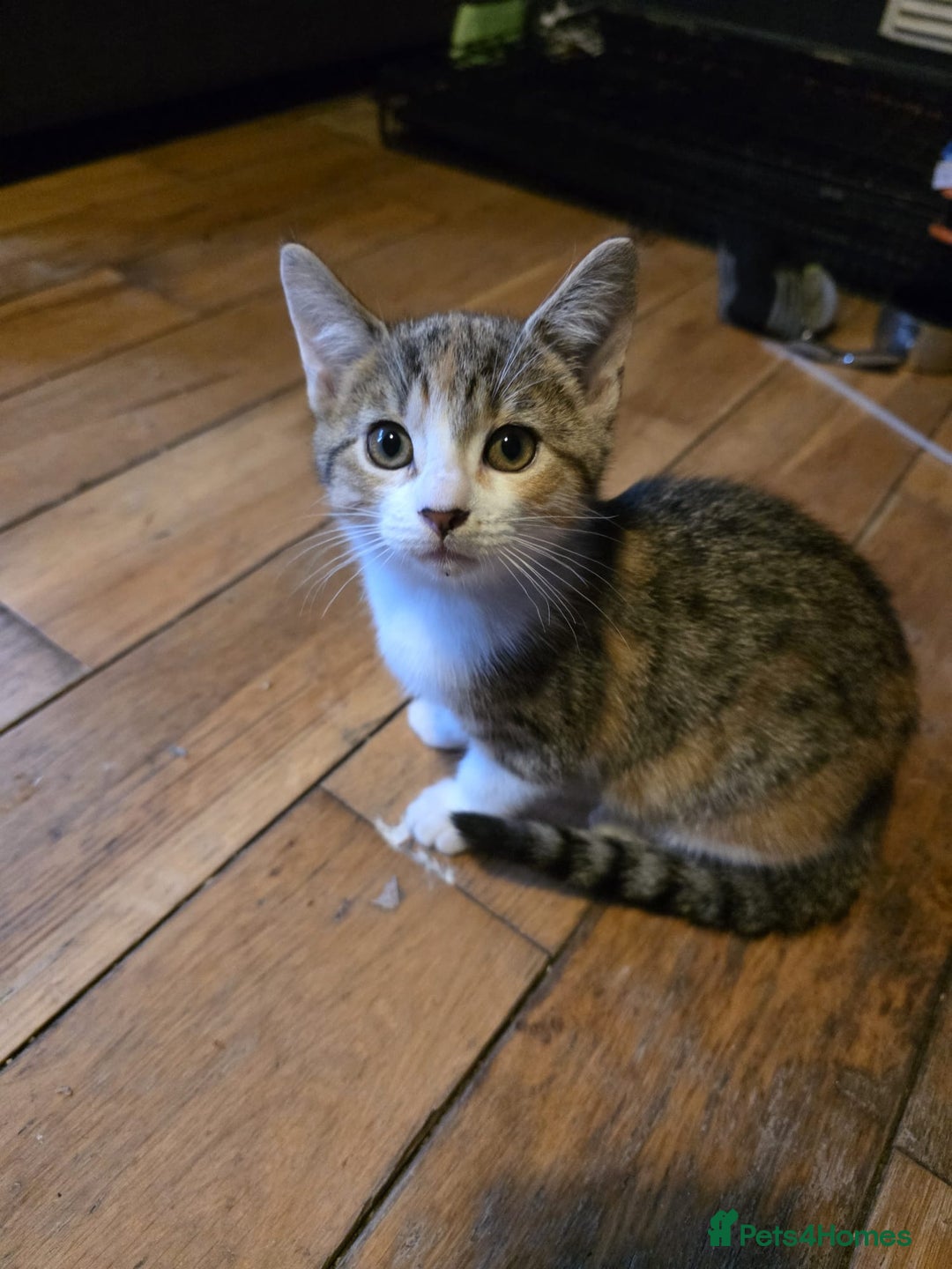 Bengal cats for sale: Beautiful male part bengal kitten - Image 1